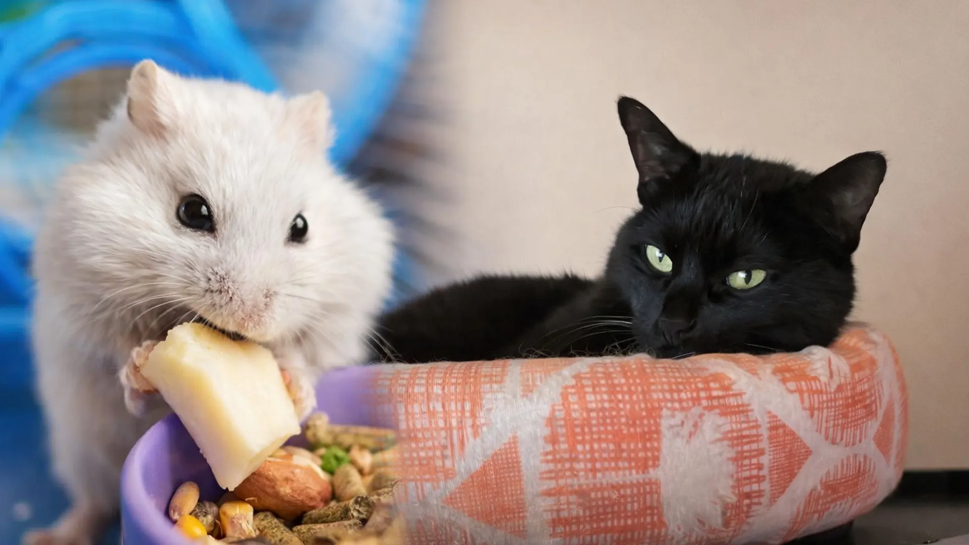 Pension pour chats et petits compagnons en Guadeloupe